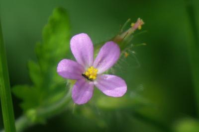 Geranium purpureum