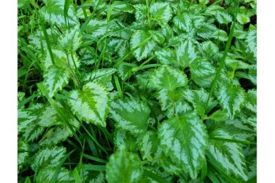 Lamium galeobdolon subsp. argentatum