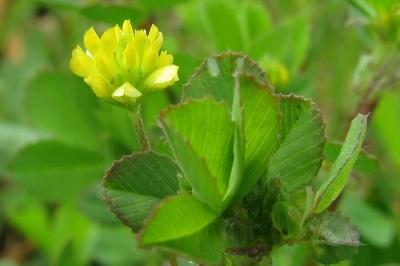 Trifolium dubium
