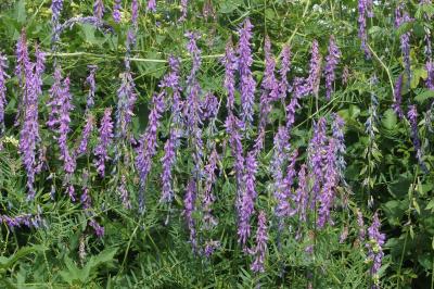 Vicia cracca