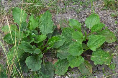 Plantago major