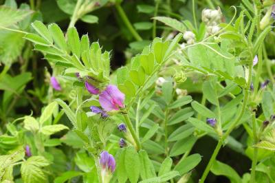 Vicia sativa