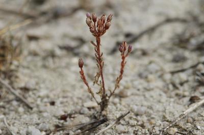 Sedum villosum