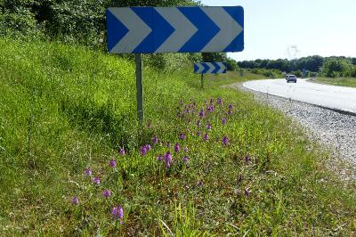 Anacamptis pyramidalis