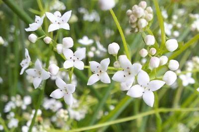 Galium palustre