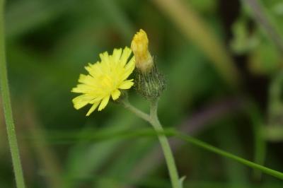 Pilosella lactucella
