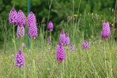 Anacamptis pyramidalis