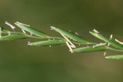 Elytrigia repens