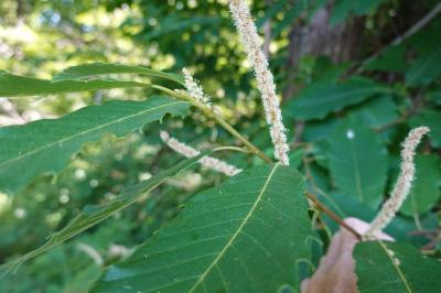 Castanea sativa