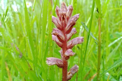 Orobanche minor