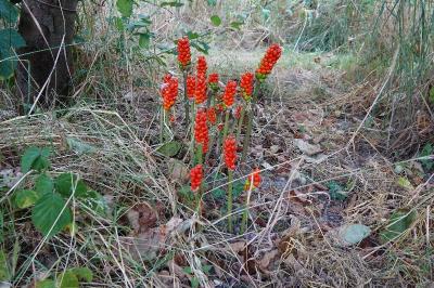 Arum maculatum