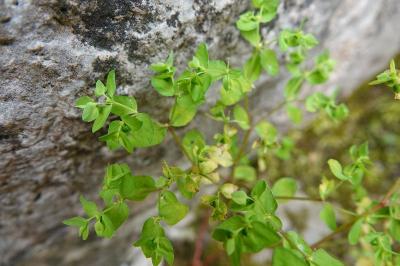 Euphorbia peplus
