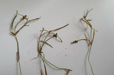 Potamogeton trichoides