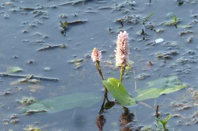 Persicaria amphibia