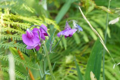 Lathyrus latifolius