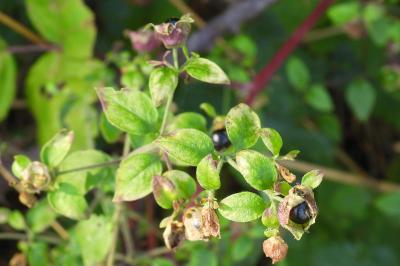 Silene baccifera