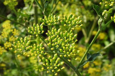 Pastinaca sativa