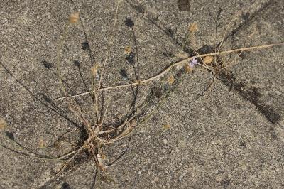 Petrorhagia prolifera