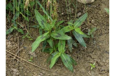 Persicaria amphibia