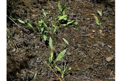 Alisma lanceolatum