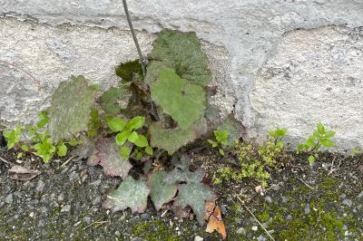 Lactuca muralis