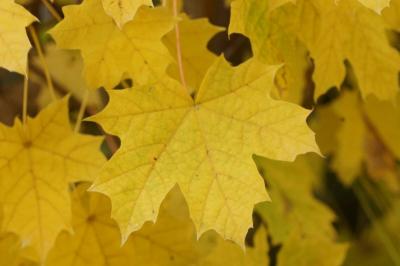 Acer platanoides