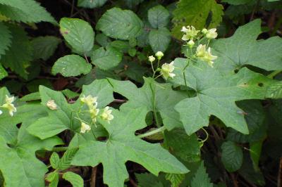 Bryonia dioica