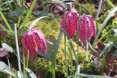Fritillaria meleagris