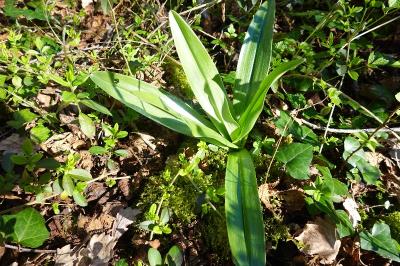 Orchis purpurea