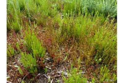 Juncus capitatus