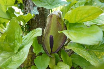 Arum maculatum