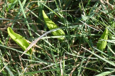 Ophioglossum vulgatum