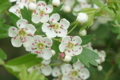 Crataegus monogyna