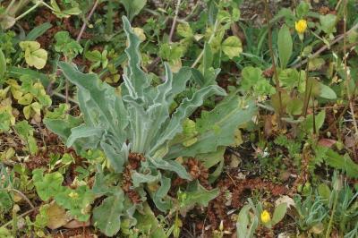 Andryala integrifolia