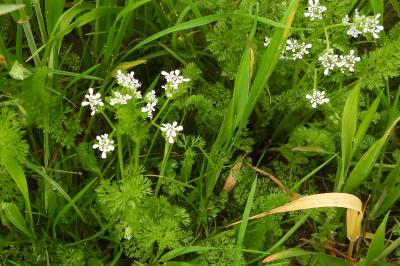 Scandix pecten-veneris