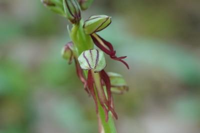 Orchis anthropophora
