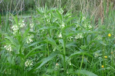 Symphytum officinale