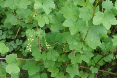 Ribes rubrum