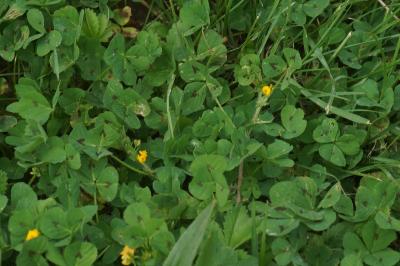 Medicago arabica