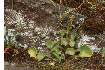 Umbilicus rupestris