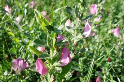 Ononis spinosa subsp. procurrens