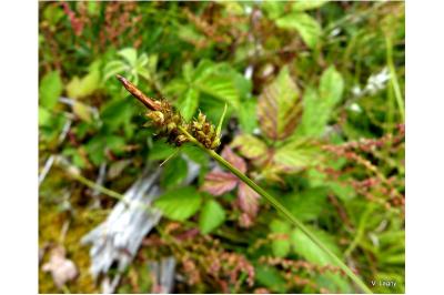 Carex pilulifera