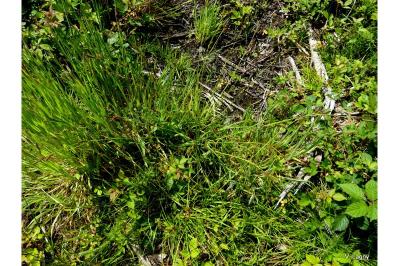 Carex binervis