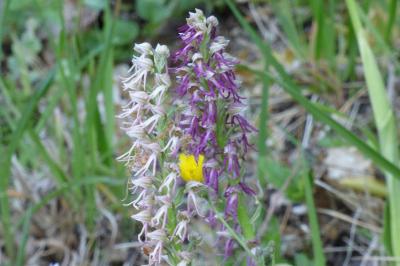 Orchis x bergonii