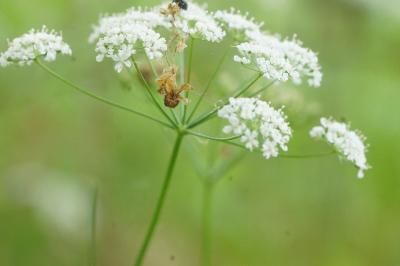 Conopodium majus