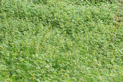 <i>Lamium galeobdolon</i>