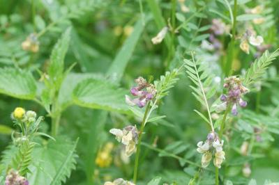 <i>Vicia sepium</i>