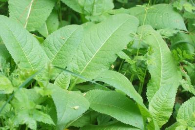 <i>Dipsacus pilosus</i>