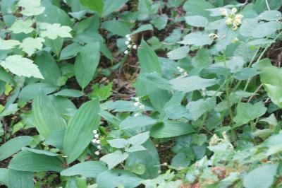 <i>Convallaria majalis</i>