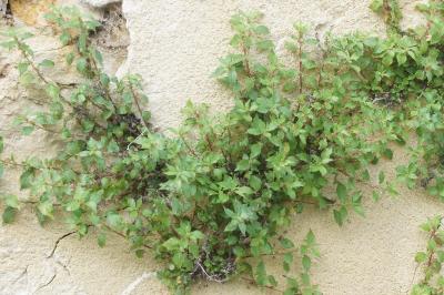 <i>Parietaria judaica</i>